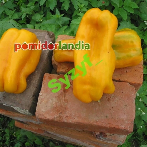 Nocera (słodka)