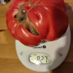 Mexico – Aleksandra, 827 g