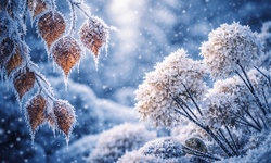 Schaden niedrige Temperaturen den Samen?