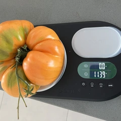 Cero Blackburn – Jarosław Bańczyk, 1139 g