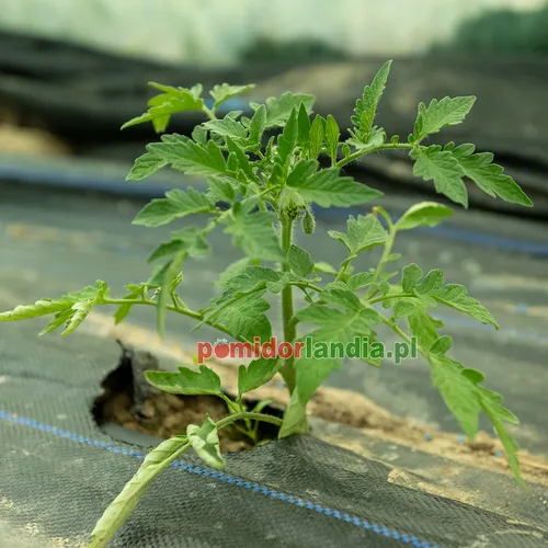 Młoda roślina odmiany Emerald Apple o liściach typu regularnego rośnie w czarnej agrotkaninie.