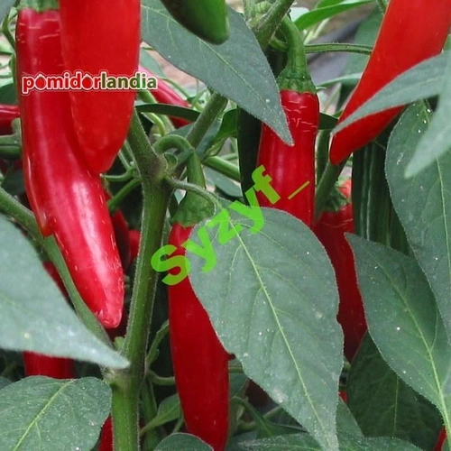 Serrano (ostra)