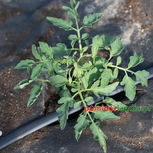 Cherokee Purple
