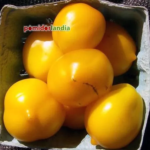 Geltoni, slyvos formos veislės „Plum Lemon“ vaisiai pilkoje dėžėje.