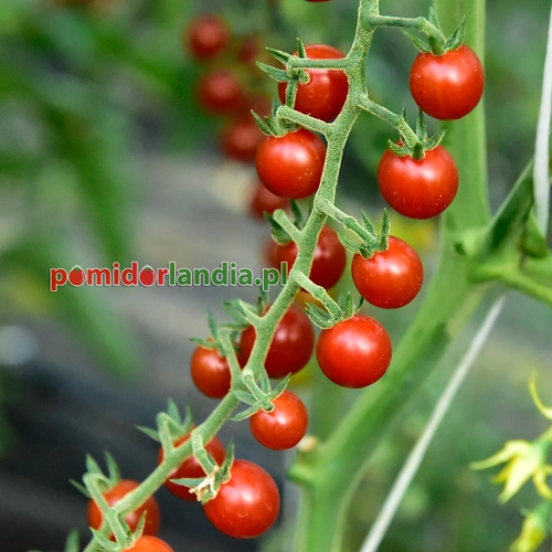 Sweet Pea Currant Red