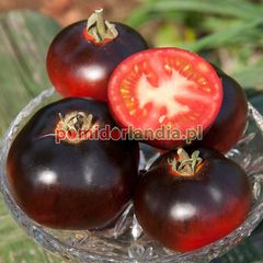Indigo Apple