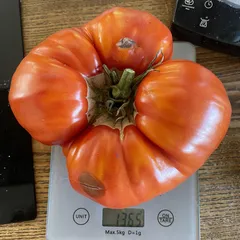 Aussie – Barbara Sikora, 1365 g
