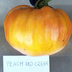 Peach and Cream – Magdalena Nowakowska, 553 g