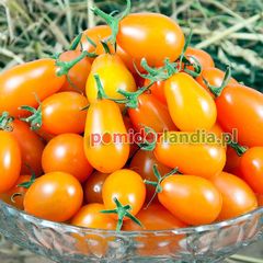 Raisin Orange