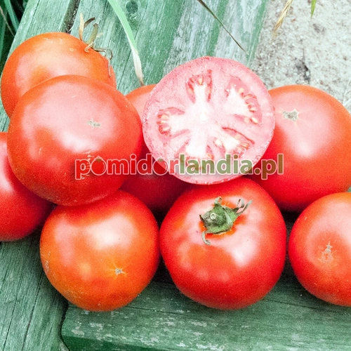 Sheyenne Heirloom
