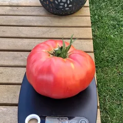 Mexico – Agnieszka Liberska, 790 g