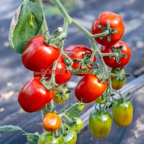 Red Stuffer Cherry