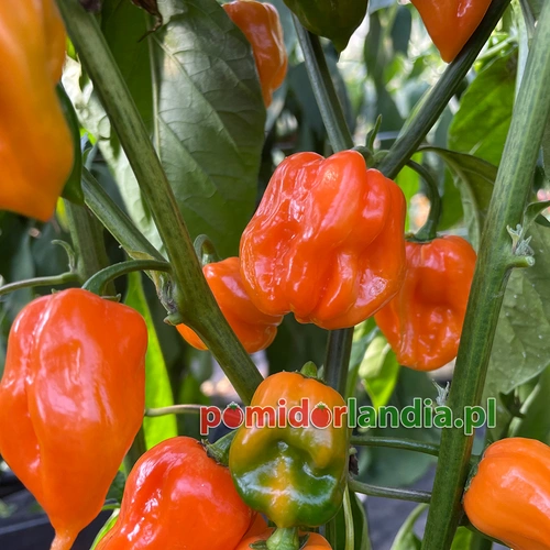 Habanero Pomarańczowa (ostra)