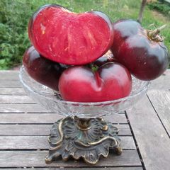 Indigo Blue Beauty Heirloom