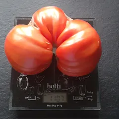 Giant Doochov – Janusz Wojciechowski, 1107 g