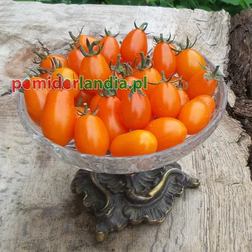 Pomarańczowe, wydłużone i drobne owoce odmiany Raisin Orange w szklanej misce na drewnianym stole.