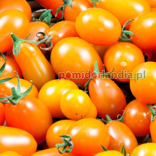 Raisin Orange