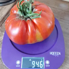 Giant Doochov – Rafał Ogórek, 945 g