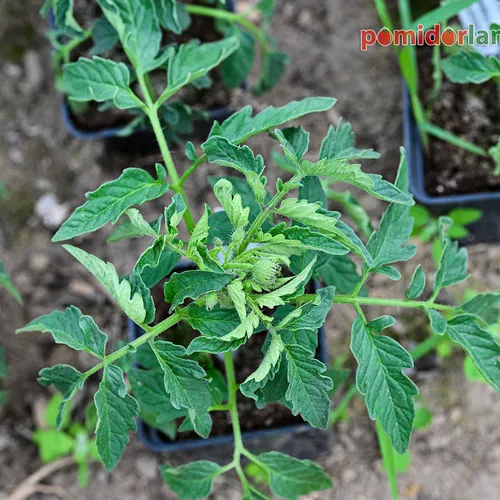 Młoda roślina odmiany Black Krim o liściach typu regularnego w czarnej doniczce.