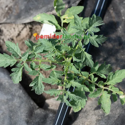 A young Sioux plant with regular leaves grows on a black ground cover fabric.