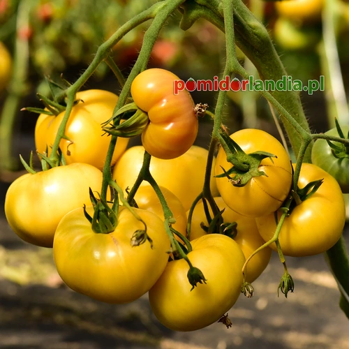 Lillian’s Yellow Heirloom