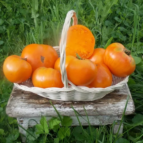 Pomarańczowe, kuliste i spłaszczone owoce odmiany Kellog's Breakfast w białym koszyku na drewnianym stołku. Jeden owoc jest przekrojony, z pomarańczowym miąższem.