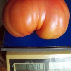 Aussie – Bronisław Gajewski, 730 g