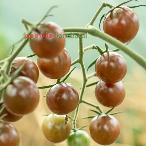 Czarne, kuliste i drobne owoce odmiany Chocolate Cherry na krzaku. Obok dojrzałych owoców widoczne są zielone owoce.