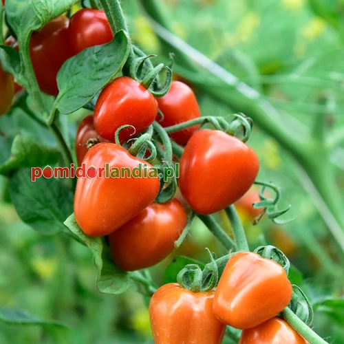 Sweetheart Cherry Heirloom