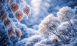 Schaden niedrige Temperaturen den Samen?