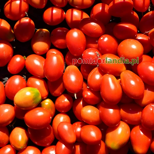 Red Plum Cherry