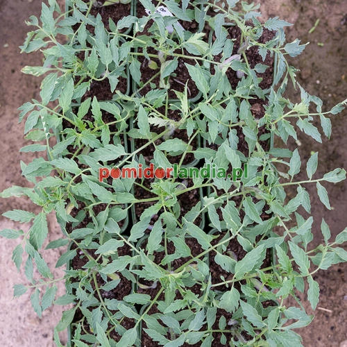 Italian Heirloom