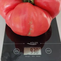 Aussie – Joanna Żurańska-Hołody, 929 g