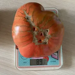 Polish Giant – Emilia Kosior-Paziewska, 891 g