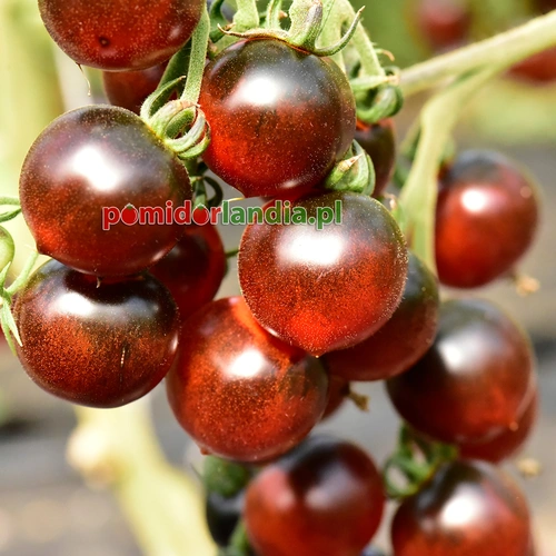 Indigo Cherry Drops Heirloom