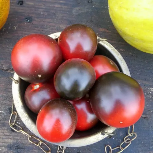 Rote und schwarze, runde Cherry-Früchte der Sorte Jackie in einer Metallschüssel.