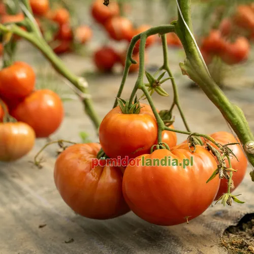 Pink, round and slightly ribbed Katja Heirloom tomatoes on the plant.