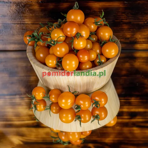 Pomarańczowe, kuliste i drobne owoce odmiany Amy's Apricot w drewnianej misce.