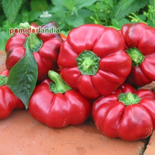 Super Red Pimento (słodka)