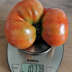 Aussie – Ryszard Kowalczyk, 1077 g