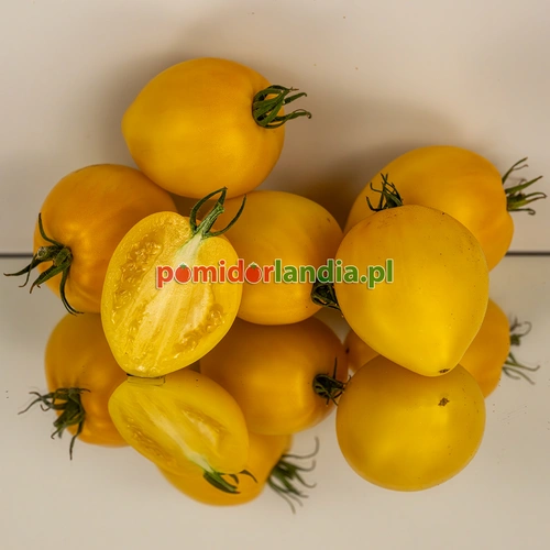 Dwarf Lemon Ice