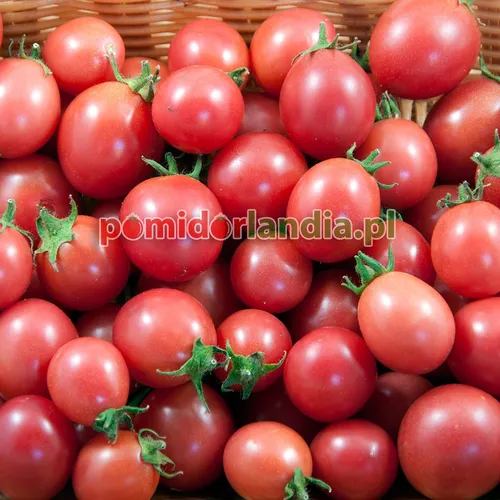 Różowe, kuliste i drobne owoce odmiany Garden Pearl w wiklinowym koszyku.