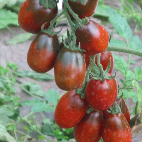 Black Plum