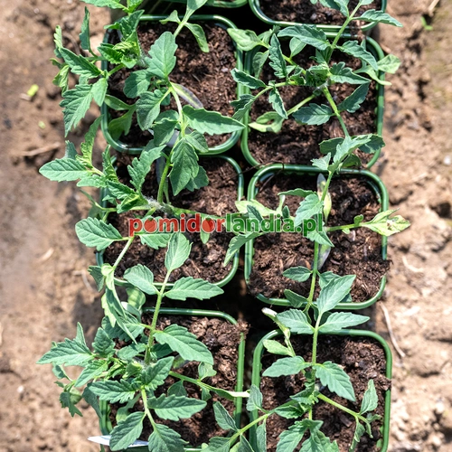 Black Ethiopian
