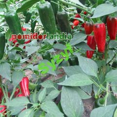 Jalapeno (ostra)