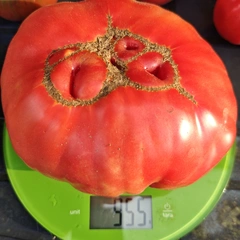Beefsteak – Krzysztof Szyszkowski, 955 g