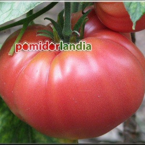 Brandywine Sudduth's Strain