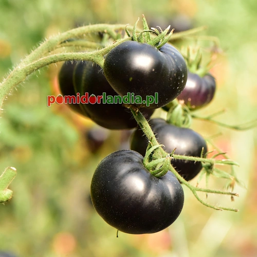 Indigo Black Beauty