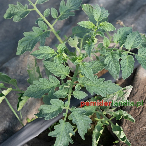 Cherokee Green