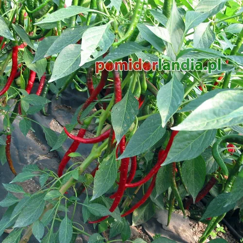 Joe's Long Cayenne (ostra)